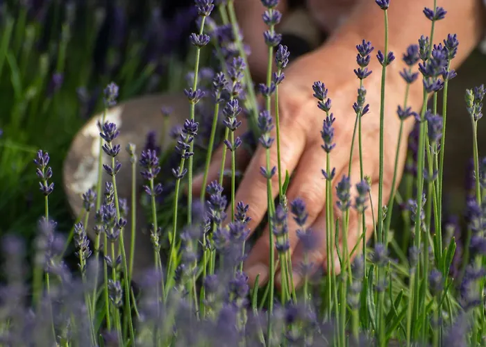 Biberhof Im Muehlviertel * Pieberschlag