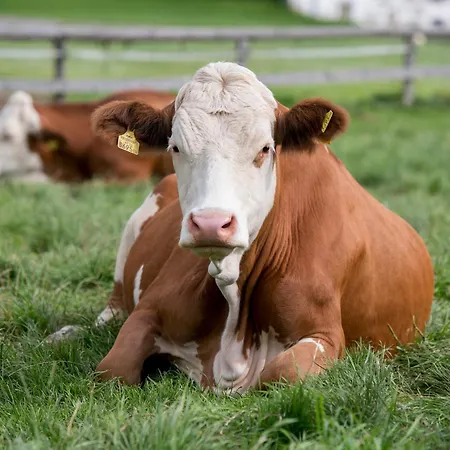 Biberhof Im Muehlviertel Lejlighed *