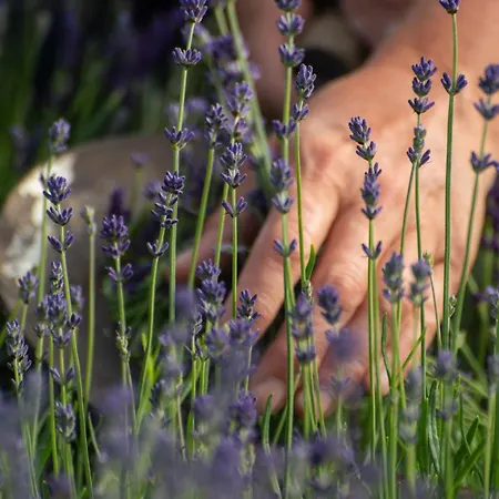 Biberhof Im Muehlviertel * Pieberschlag