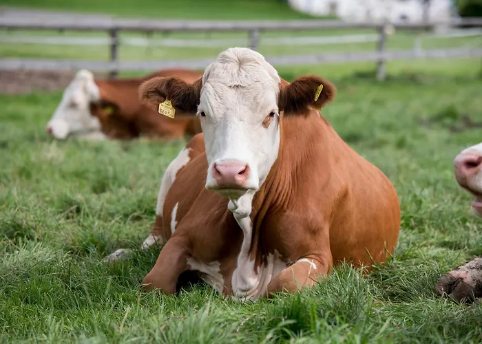 Biberhof Im Muehlviertel شقة *
